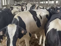 Kuh, Holstein-Rasse — Foto 2