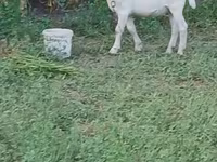 Cabro, Saanen goat — foto 5