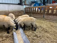 মেষী, White Suffolk sheep — ছবি 2
