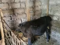 ثور, الماشية — الصورة 2