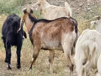 Cabro, Cabras — foto 4