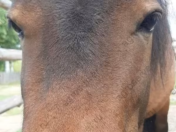 घोड़ी, American shetland pony