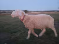 ভেড়ার পাঁঠা, Assaf sheep — ছবি 5