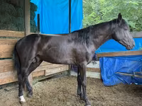 Caballo, French Trotter — foto 1