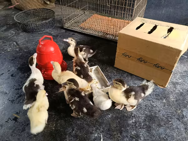 Ducks