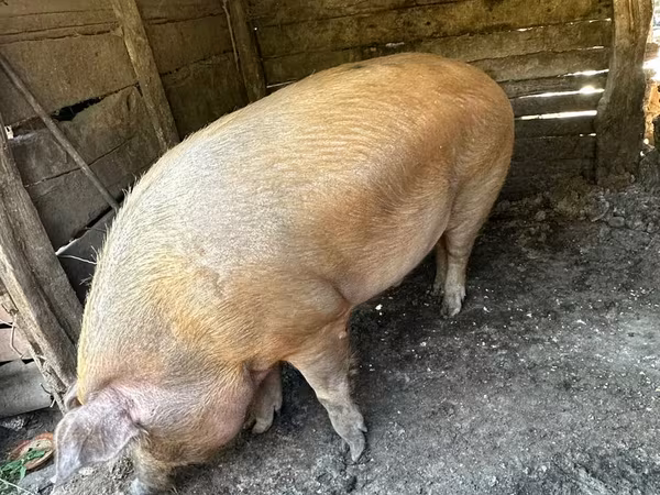 मादा सूअर, सूअर