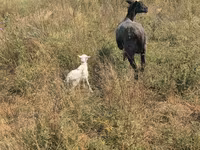 母羊, Romanov sheep — 照片 2