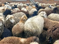 Schaf, Katum sheep — Foto 3