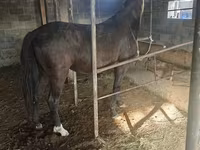 घोड़ी, Friesian sport horse — फ़ोटो 3