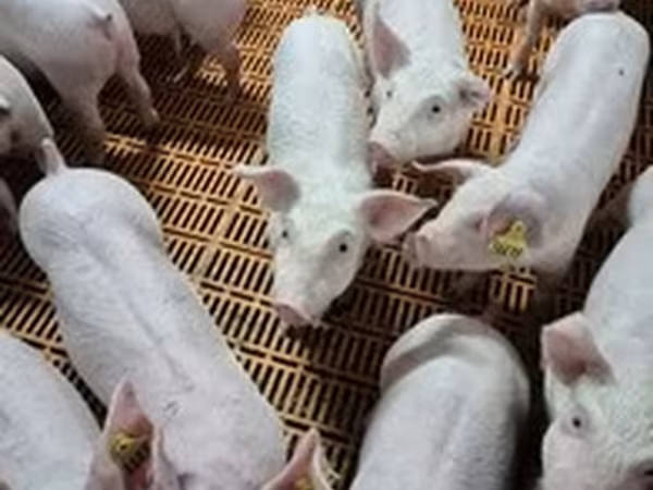 Schweine
