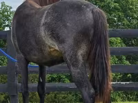 घोड़ी, Rocky Mountain Horse — फ़ोटो 5