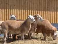 كبش, Hissar sheep — الصورة 8