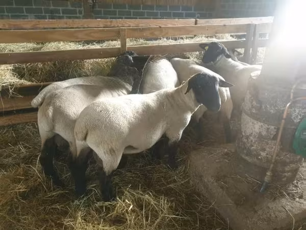 মেষী, Baerchuke sheep