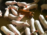 মাদি শূকর, শূকর — ছবি 1