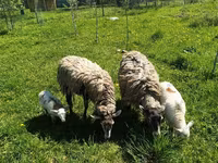 Carnero, Edilbay sheep — foto 7