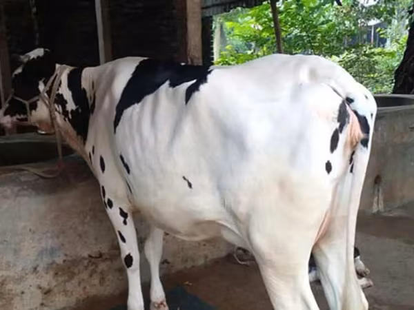 গাভী, বিফালো — বাংলাদেশ