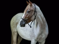 Stute, Quarter Horse — Foto 3
