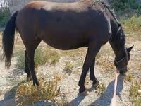 घोड़ी, Skyros Pony — फ़ोटो 3
