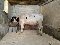 ষাঁড়, Russian Black pied cattle — ছবি 2