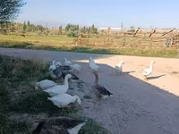 Geese — Foto 2