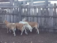 मेढ़ा, Katum sheep — फ़ोटो 2