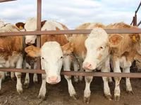 ষাঁড়, Simmental cattle — ছবি 2
