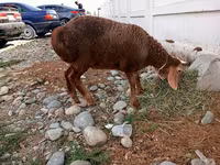 نعجة, Arashan sheep — الصورة 2