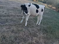 Vaca, Raza Holstein — foto 1