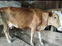 গাভী, গরু — ছবি 7
