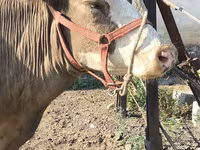 गाय, अलाताऊ नस्ल — फ़ोटो 5