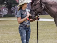 Hengst, Quarter Horse — Foto 5