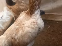 Chickens — Foto 2