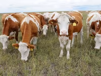 ষাঁড়, Simmental cattle — ছবি 1
