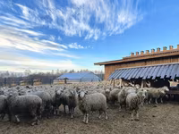 كبش, Kuibyshev sheep — الصورة 2