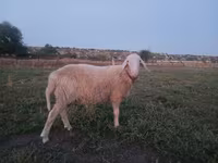ভেড়ার পাঁঠা, Assaf sheep — ছবি 3