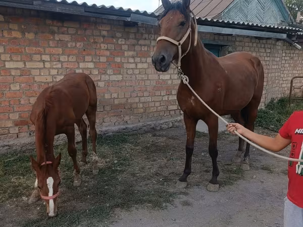 घोड़ी, Thoroughbred horse