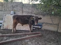 ষাঁড়, আলাতাউস্কায় প্রজাতি — ছবি 2