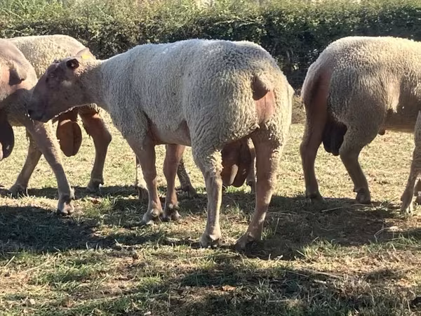 ভেড়ার পাঁঠা, Charollais sheep
