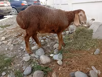 نعجة, Arashan sheep — الصورة 1
