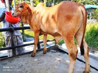 Bull, Cattle — photo 4