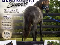 घोड़ी, Rocky Mountain Horse — फ़ोटो 1