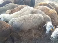 كبش, Kuibyshev sheep — الصورة 1