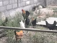 Chickens — Foto 8