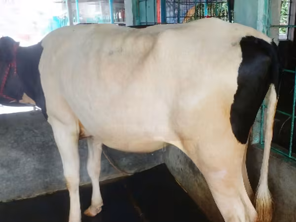 গাভী, গরু — বাংলাদেশ