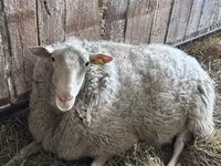 كبش, Edilbay sheep — الصورة 4