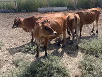 Vaca, Raza Jersey — foto 4