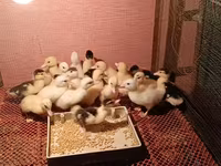 Ducks — ছবি 3