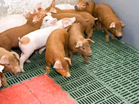 পুরুষ শূকর, শূকর — ছবি 1