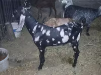 Ziegenbock, Beetal goats — Foto 3