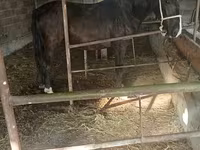 घोड़ी, Friesian sport horse — फ़ोटो 1